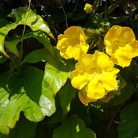 Vukovarska Rose *