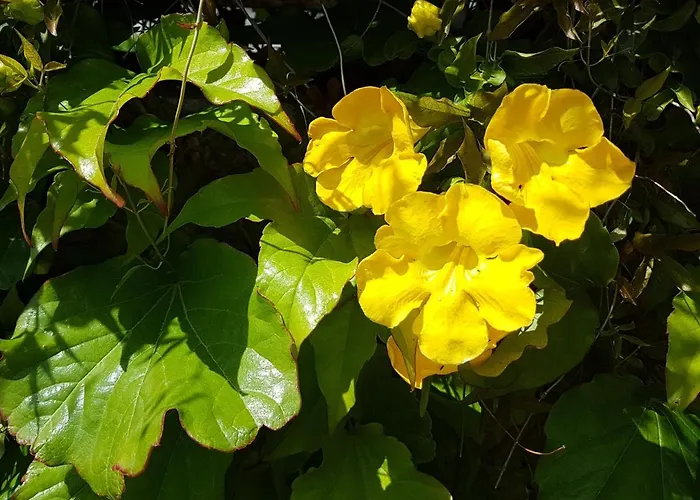 Vukovarska Rose *